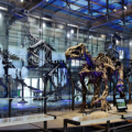 Bruksela - Muzeum Historii Naturalnej